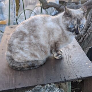 何かを見据えるような鋭い表情をした、青い瞳のシャムミックス系の猫