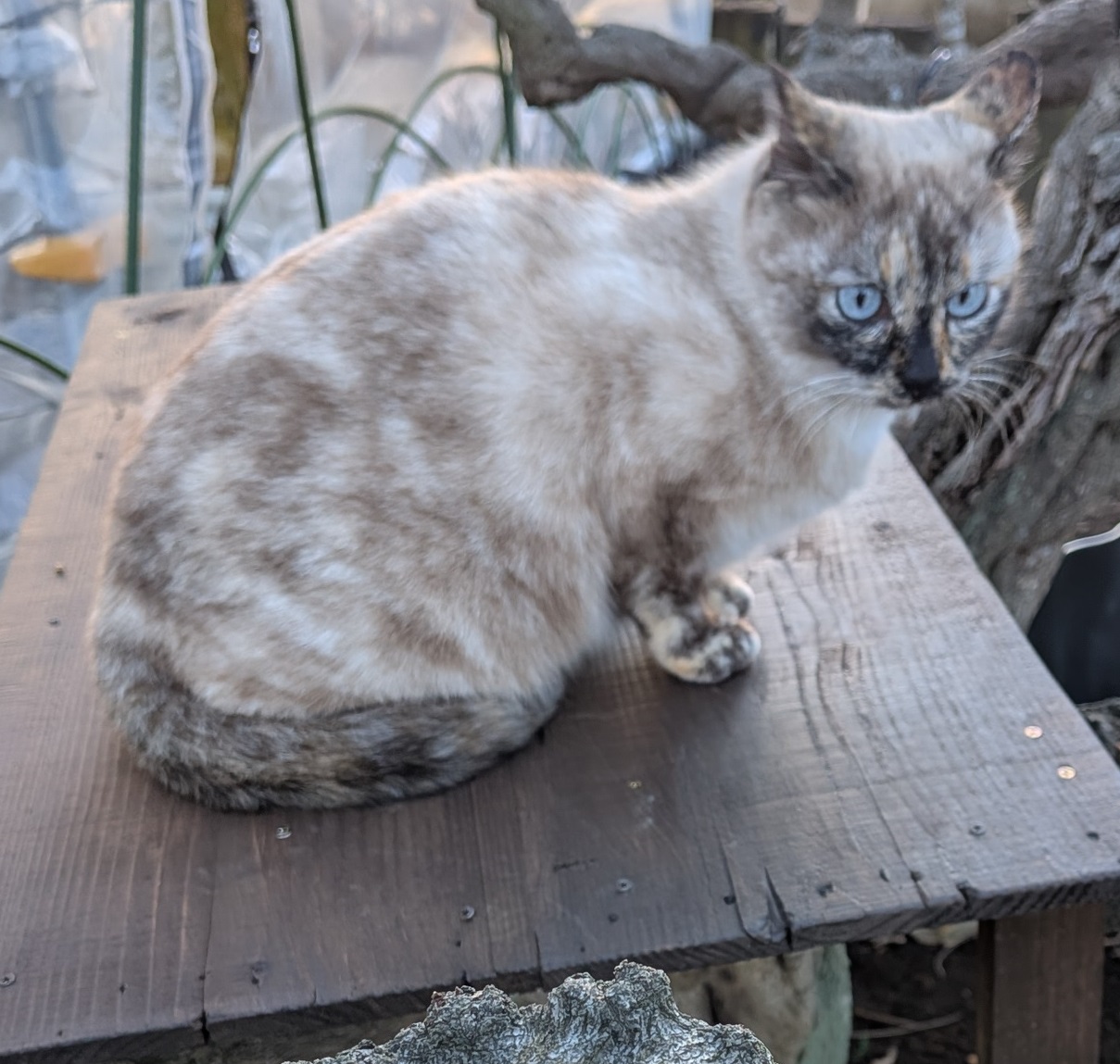 何かを見据えるような鋭い表情をした、青い瞳のシャムミックス系の猫