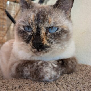 40代リストラから私を救ってくれた愛猫の写真